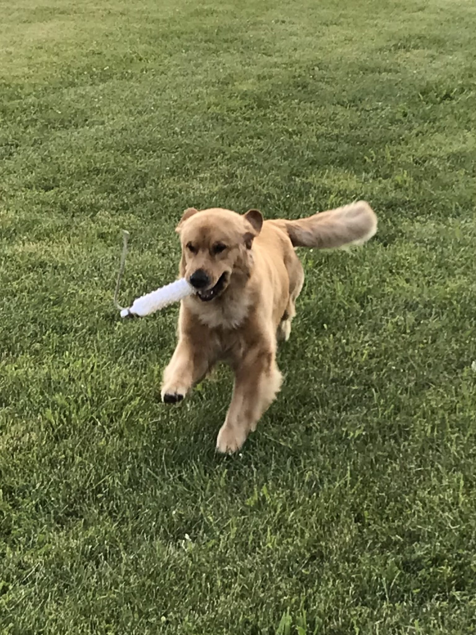 Events The Golden Retriever Club of Western NY Inc.