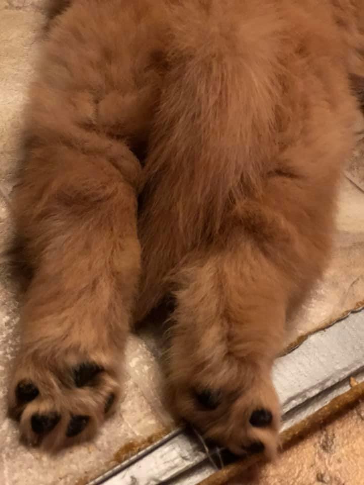 puppy feet